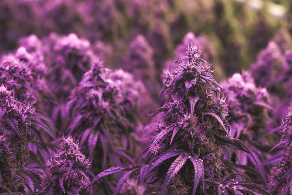Purple Weed: What Makes Cannabis Strains Turn Purple?