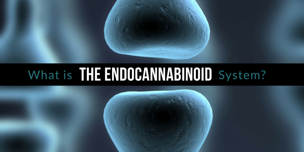 What Is The Endocannabinoid System