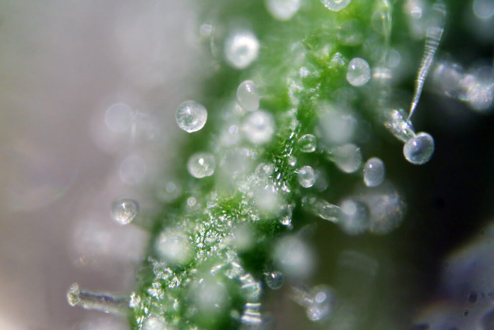 Weed Trichomes