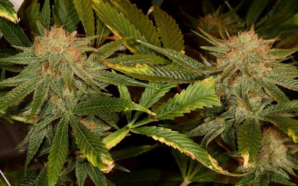 HarleQuin Weed Strain - The 10 Best Cannabis Strains For Chronic Pain Relief