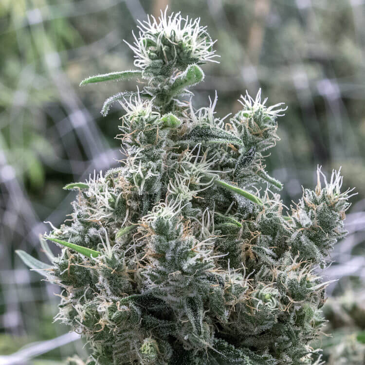Cannatonic Strain - The 10 Best Weed Strains For Chronic Pain Relief