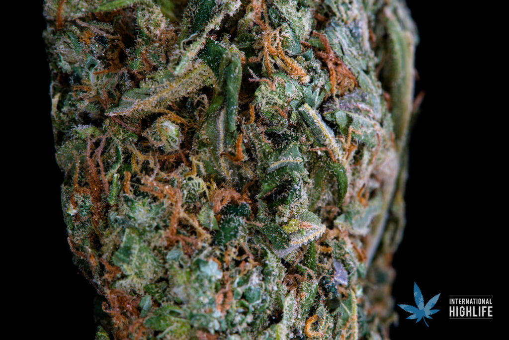OG Kush Weed Strain - The 10 Best Cannabis Strains For Chronic Pain Relief