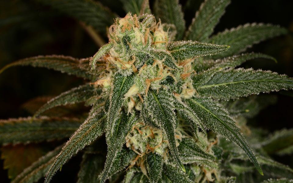Green Crack Weed Strain - The 10 Best Cannabis Strains For Chronic Pain Relief