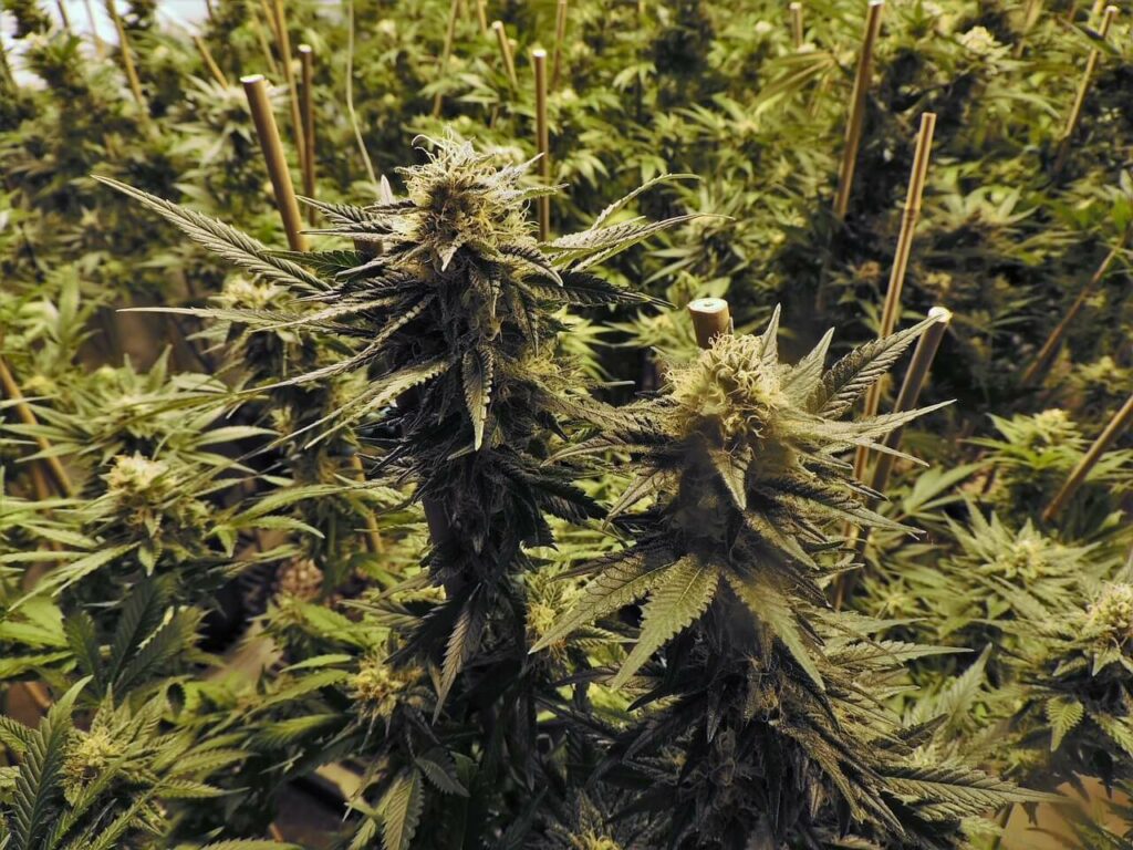 cheap marijuana grow room