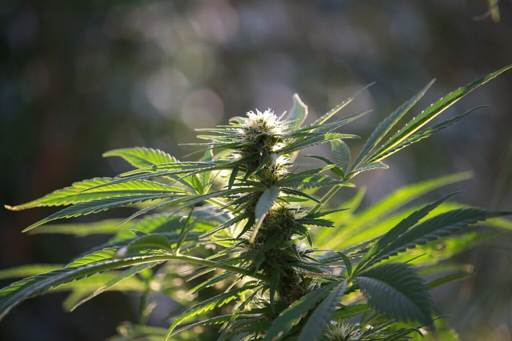 marijuana growing outdoors