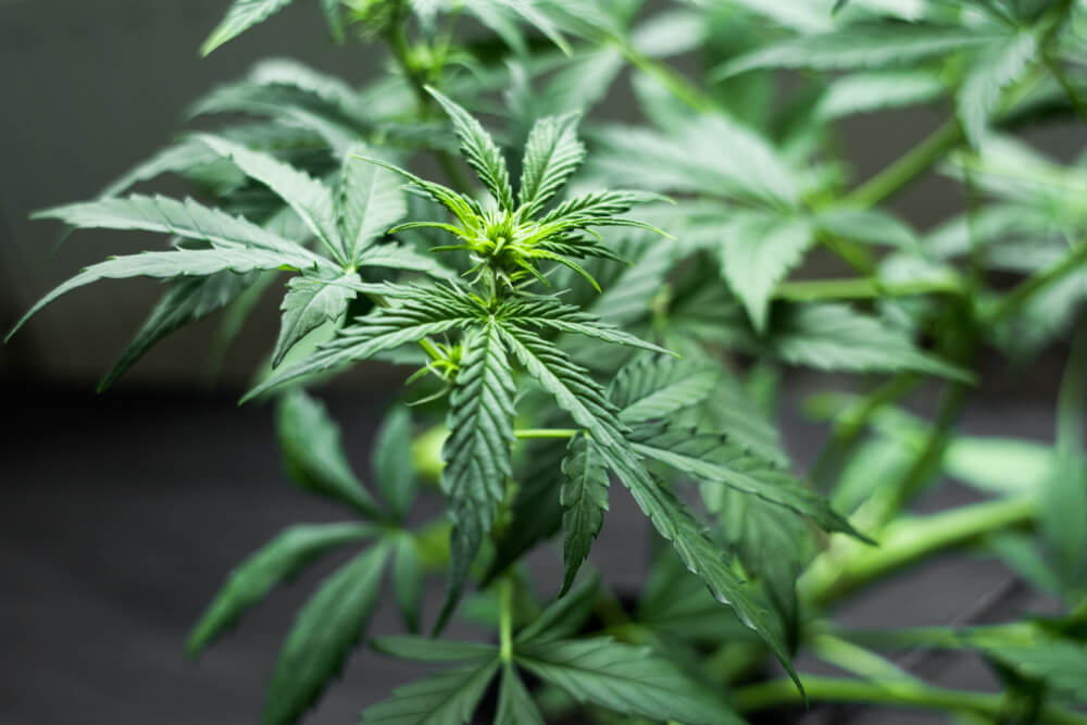 Cannabis Pre-Flowering Stage
