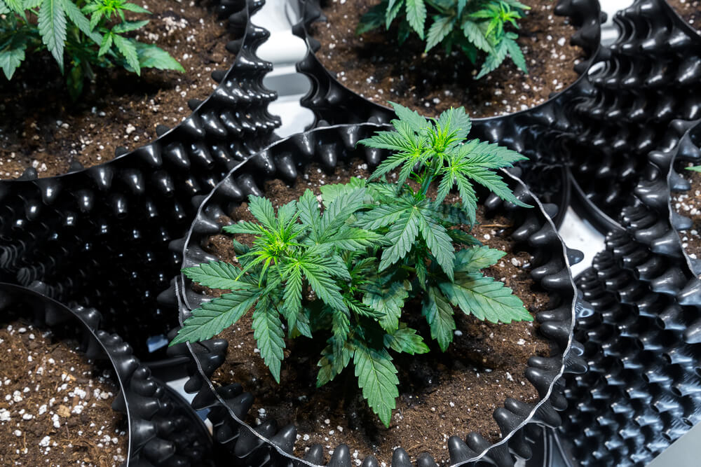 Cannabis Grow Soil