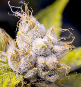 marijuana flowering stage