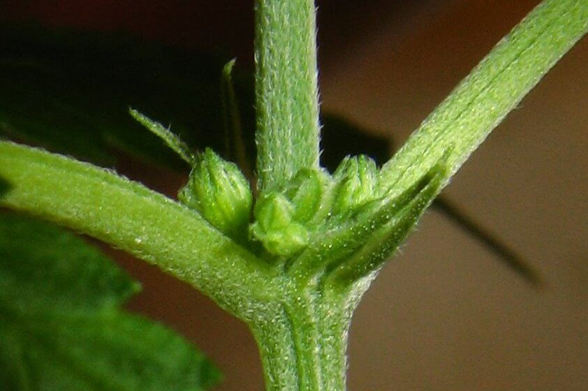 male marijuana flower