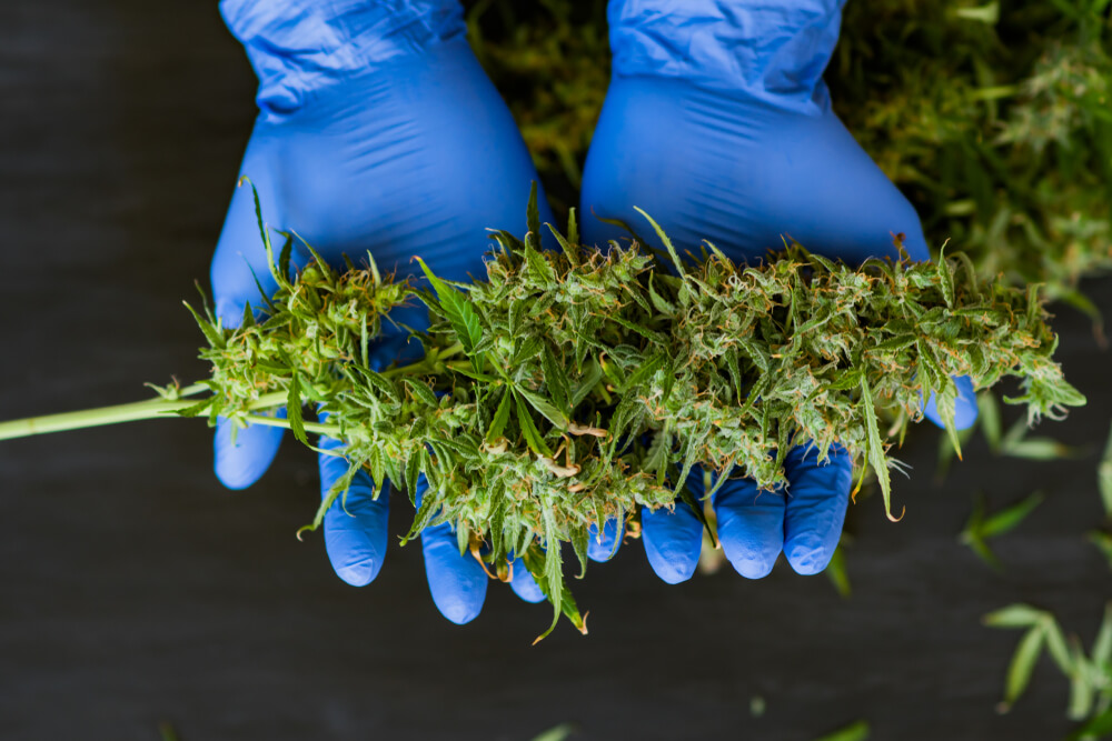 When do you harvest marijuana?