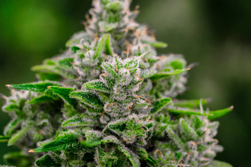Cannabis Harvest Trichome Method
