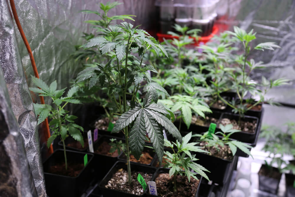 Find the Right Cannabis Grow Room