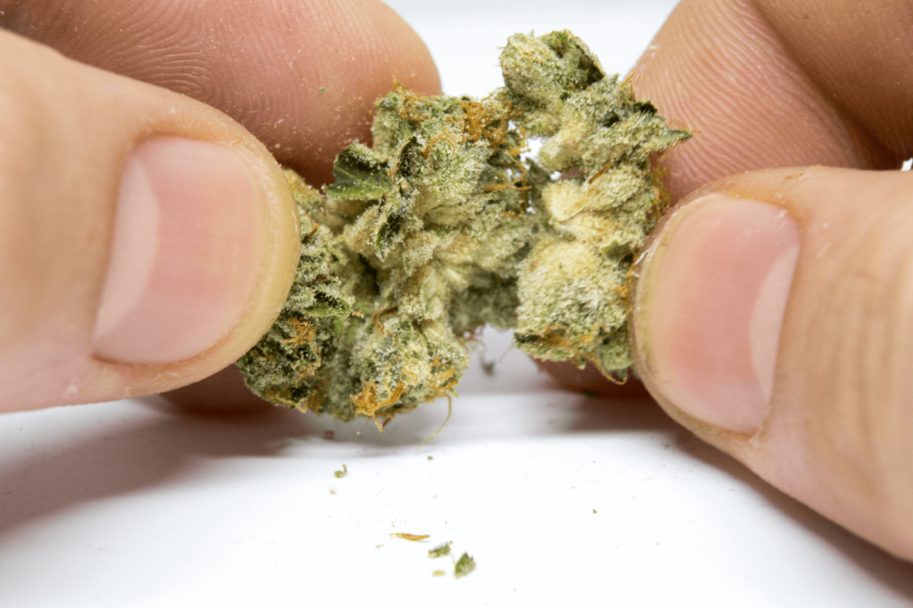 Breaking Up Cannabis Bud With Fingers