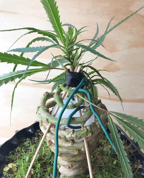 Cable Cannabis Bonsai Tree