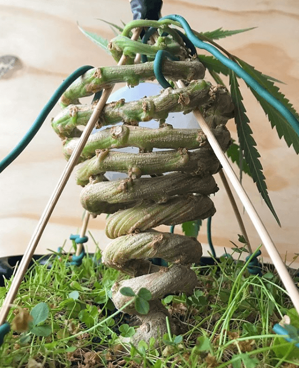 Cannabis Bonsai Tree