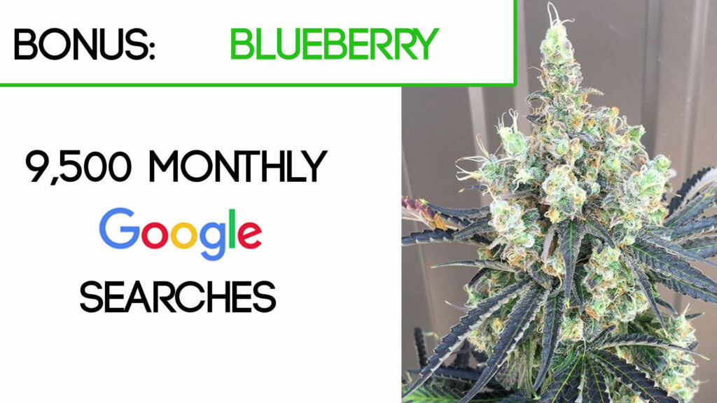 Blueberry Cannabis Strain