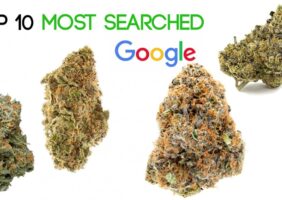 Most Searched Weed Strains