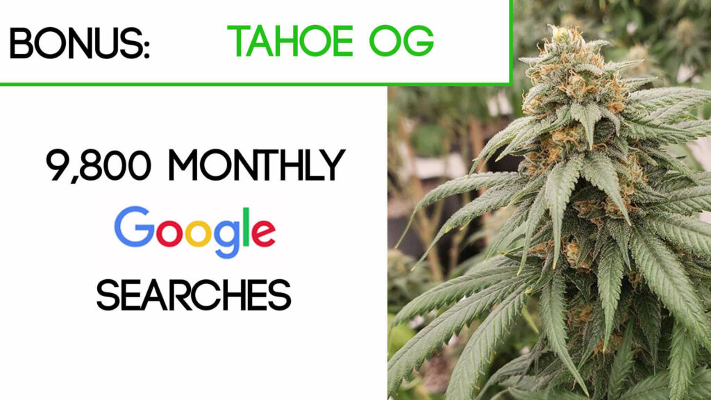 Tahoe OG Cannabis Strain