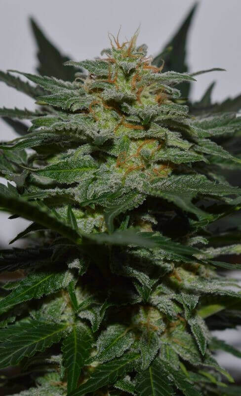 Seedsman Sweetberry Cough Auto seeds