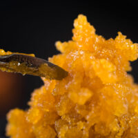 High THC cannabis concentrate on a dip stick