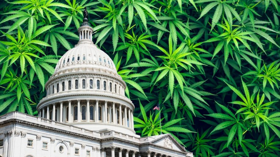 The United States Capitol building against a backdrop of cannabis leafs