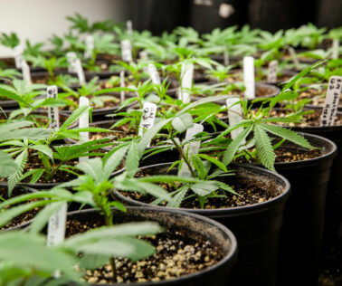 Young marijuana plants