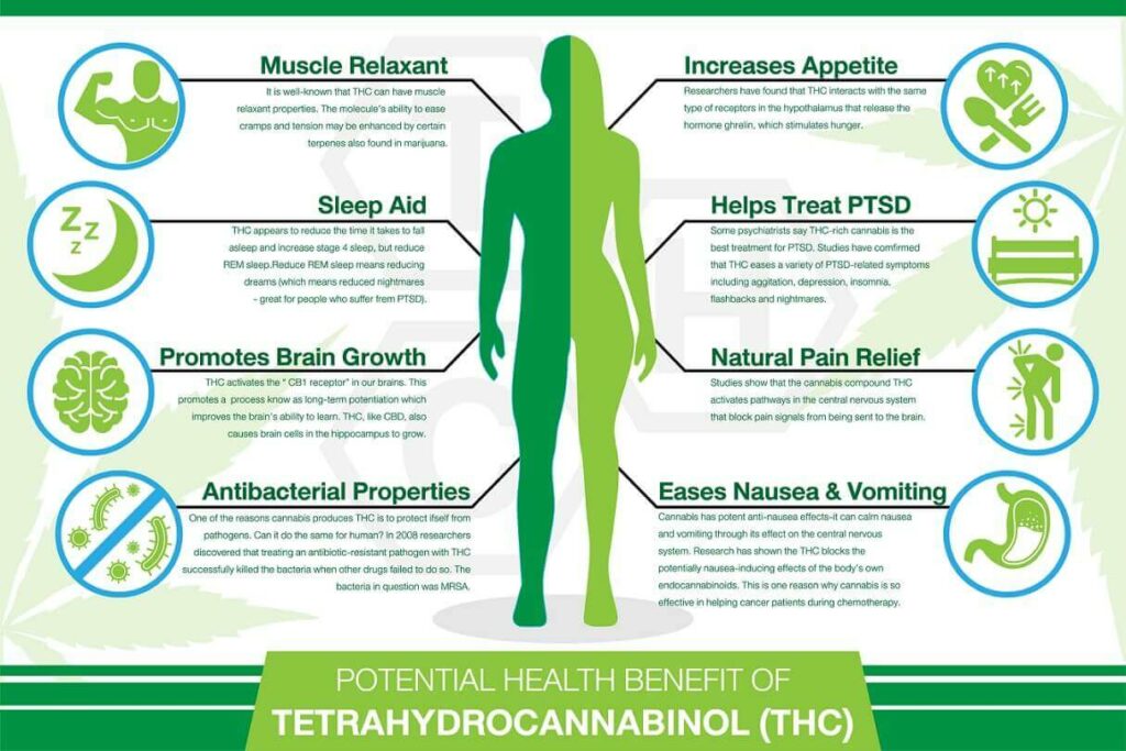 THC in the Human Body