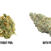 PGR Weed VS Organic Weed