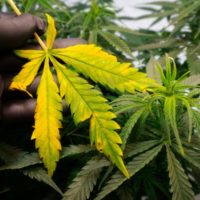 yellow cannabis leaves