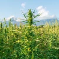 how to grow cannabis outdoors