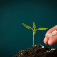 fertilizer for cannabis