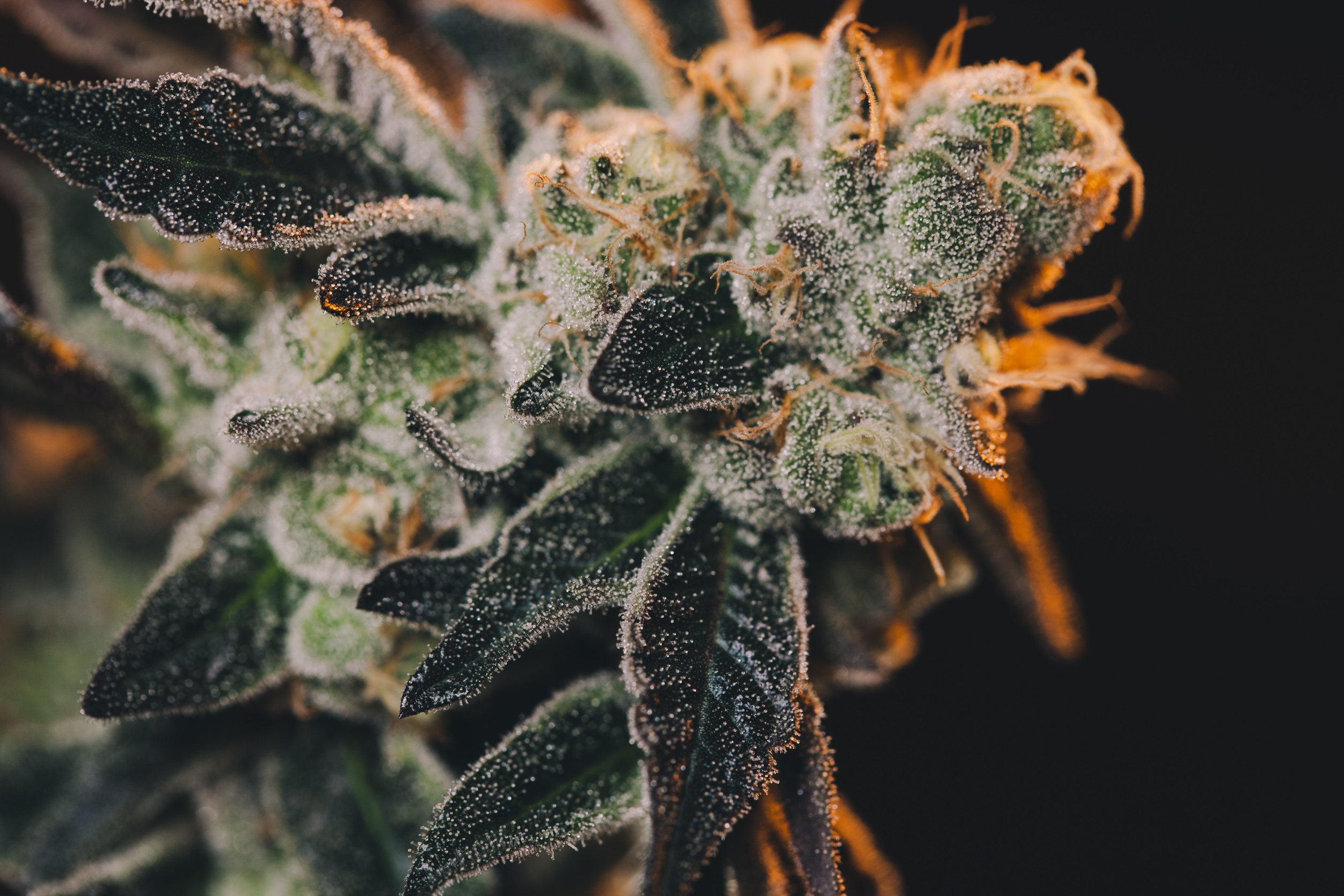 cannabis-tolerance-break