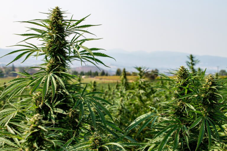 is-cannabis-a-drug