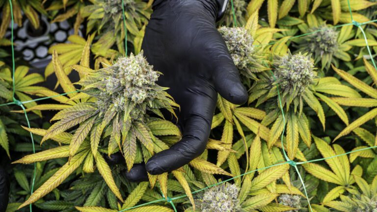 Scientists Discover THC-Free Cannabis Compound That Could Replace Opioids