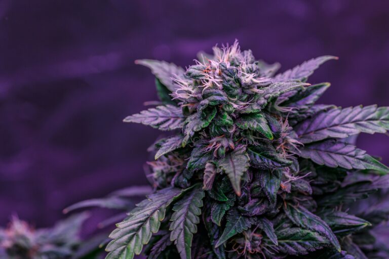 does-your-cannabis-tolerance-decrease-with-age