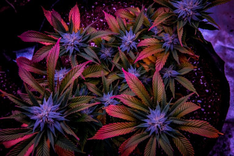 Cannabis Rescheduling: Progress or Problem? Why the Industry Is Divided