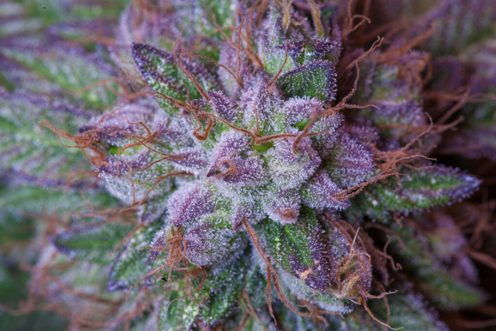 cannabis-terpenes-explained