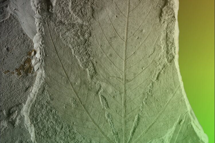 Researchers Discover Fossil That Could Be the Oldest Cannabis Plant Ever