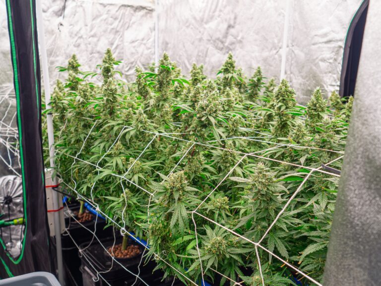 Study Finds Pesticides In More Than 90% Of Illicit Cannabis Samples