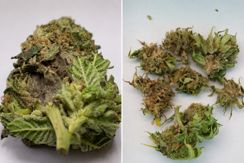 Close-up comparison of cannabis buds affected by Botrytis bud rot, showing mold contamination, brown decay, and damaged flower structure against a clean white background.